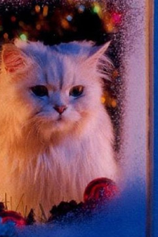 Коты из сети