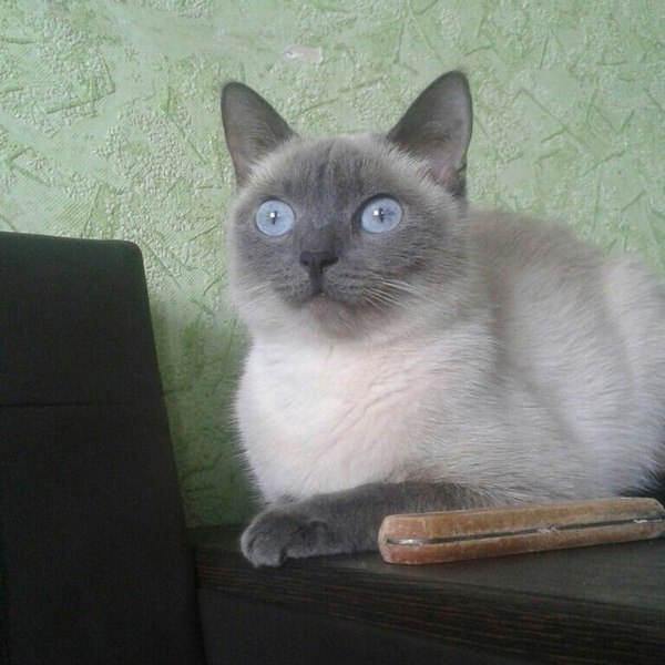 Коты из сети