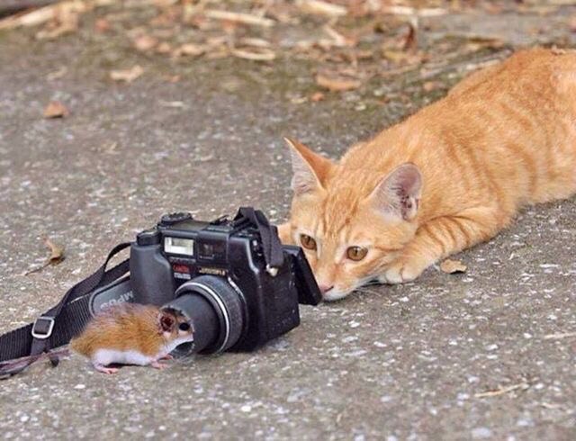 Коты из сети