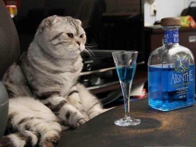 Коты и Кошки