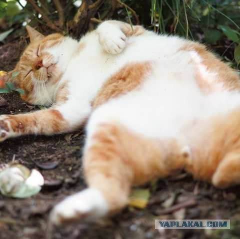 Котовторник  10.10.2017