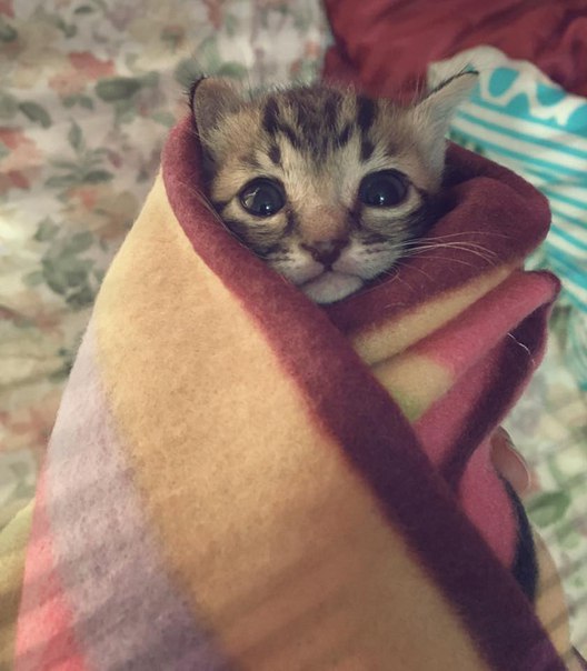 Коты и Кошки