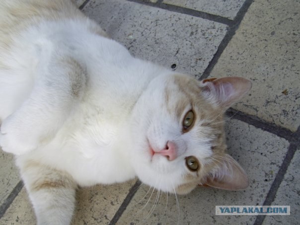 Уррааа! Котовторник на ЯПлакалъ!