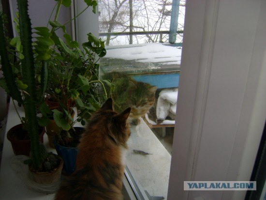 Просто Котовторник