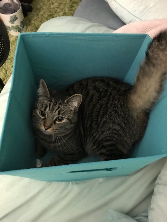 Прикольных котов пост