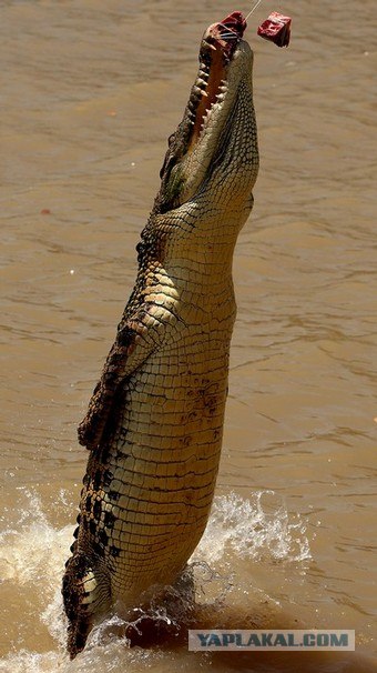 Прыгающий крокодил из Аделаиды (4 фото)