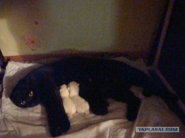 Котовторник 1.02.2011
