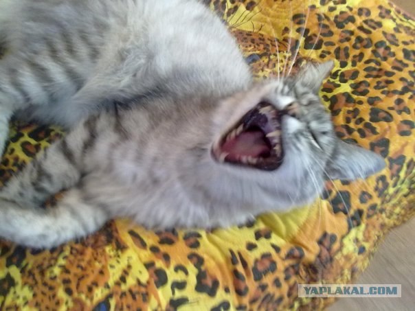 Котовторник с Кузей