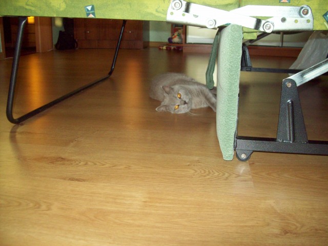 Котовторник 06.12.2011