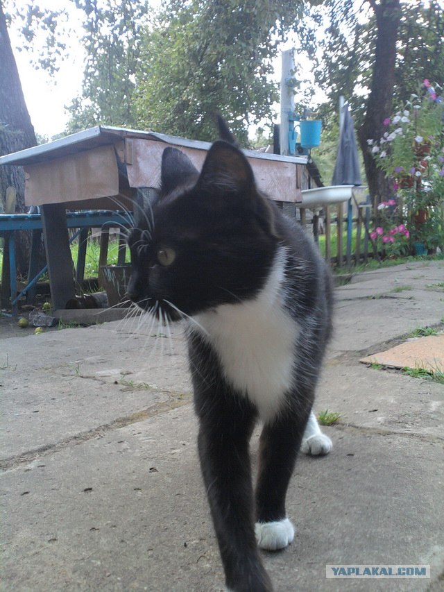 Котовторник 20.12.2011