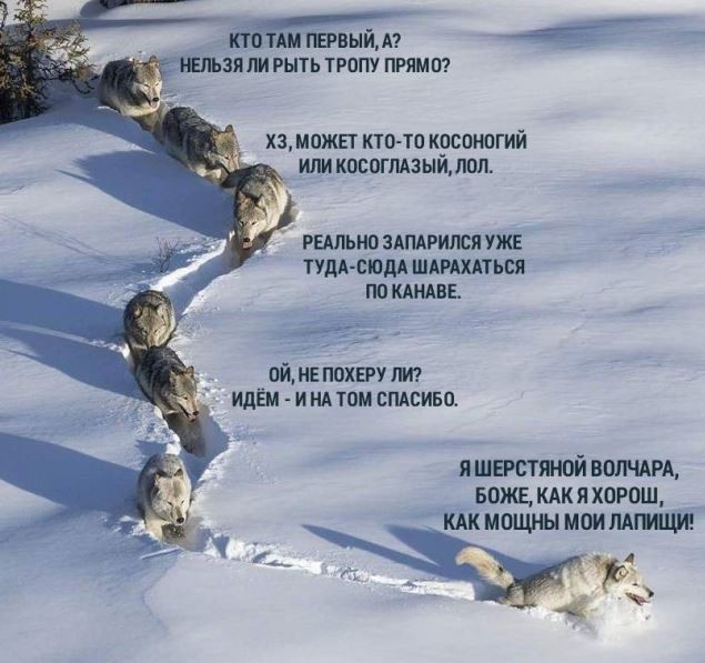 Это волчара здоровый или девчонка мелкая?