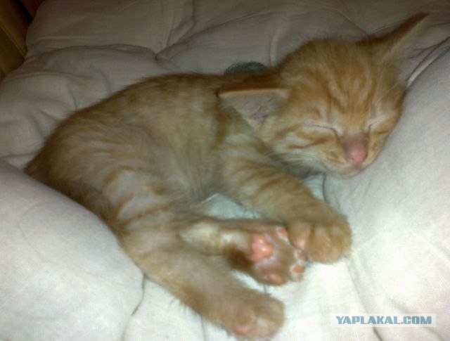 Котовторник (28.02.2012)