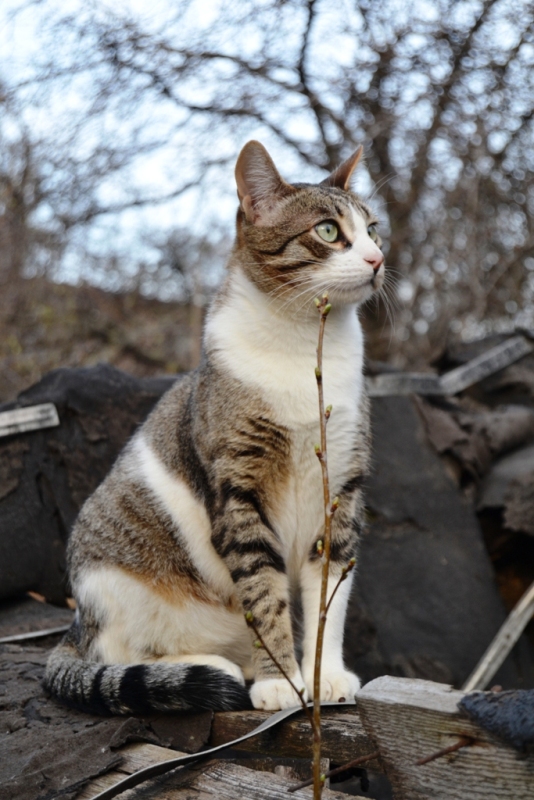 Котовторник 24.04.2012