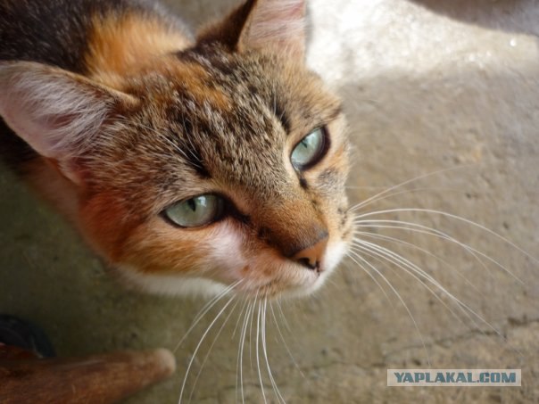 Котовторник  19.06.2012