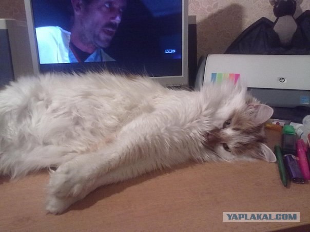 Котовторник 03 07 2012