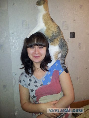 Котонянька и котовторник