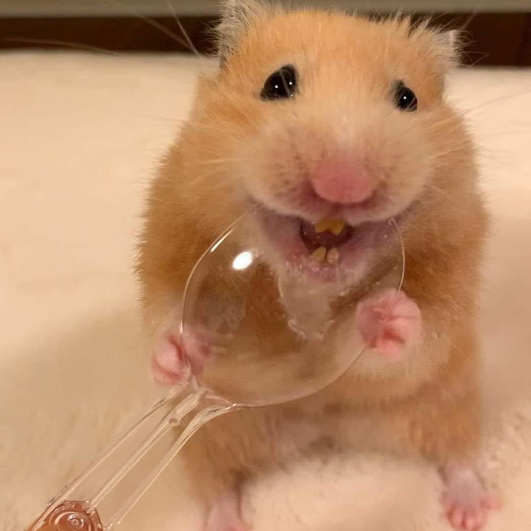 Sad hamster violin hamster. Смешные хомяки. Хомяк Мем. Хомячок умывается. Домяк Мем.