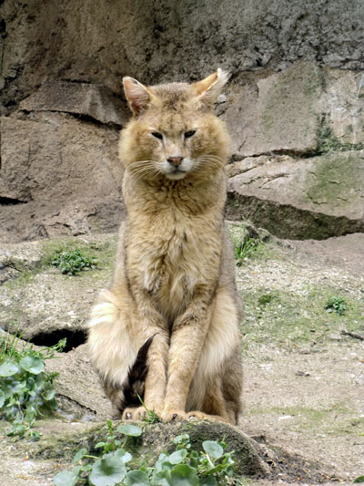 Купила кота на рынке. Опыт знакомой — во сколько ей все обошлось и довольна ли она своим решением