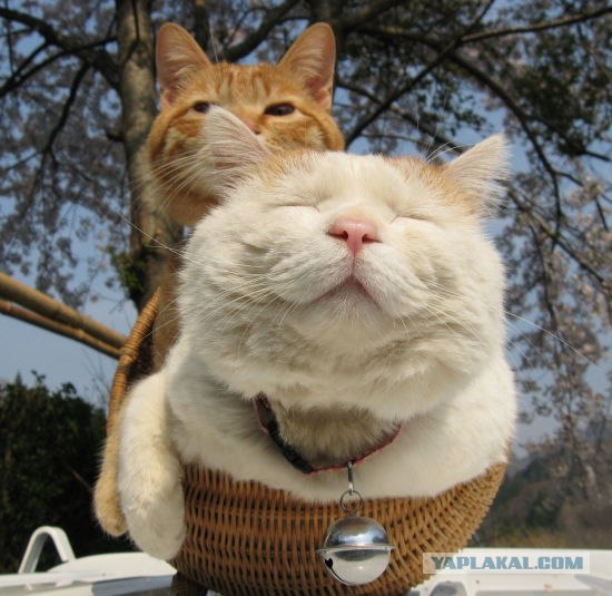 Котэ всё равно