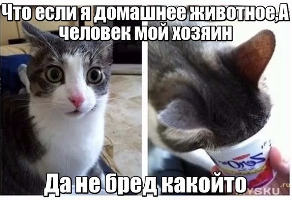 Сходил за пивом