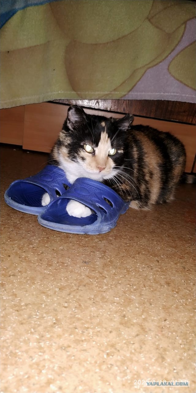 Рыжий кот