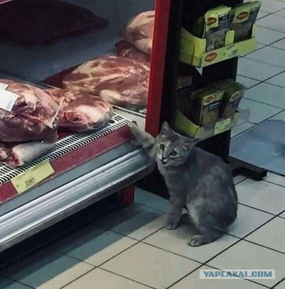 Доброе утро, ЯП