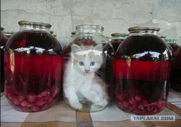 Женился на девственнице и пожалел!