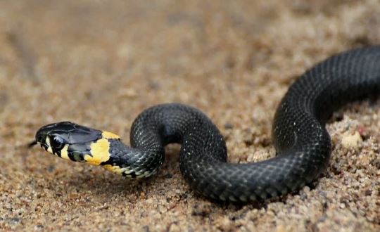 Китайский эксперт