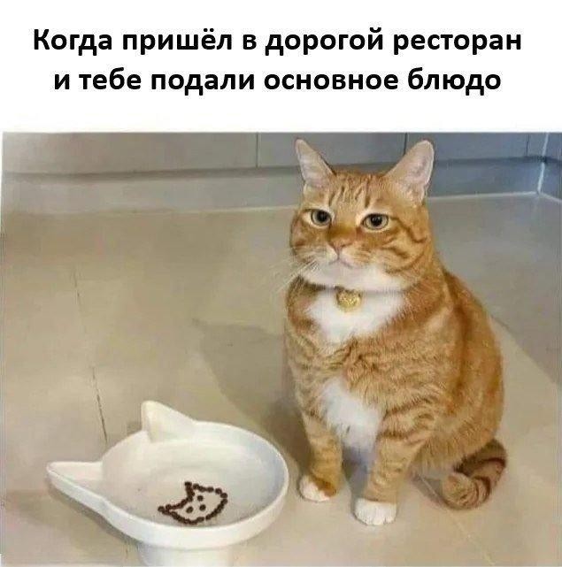 Немного забавных картинок от 20.05.2025