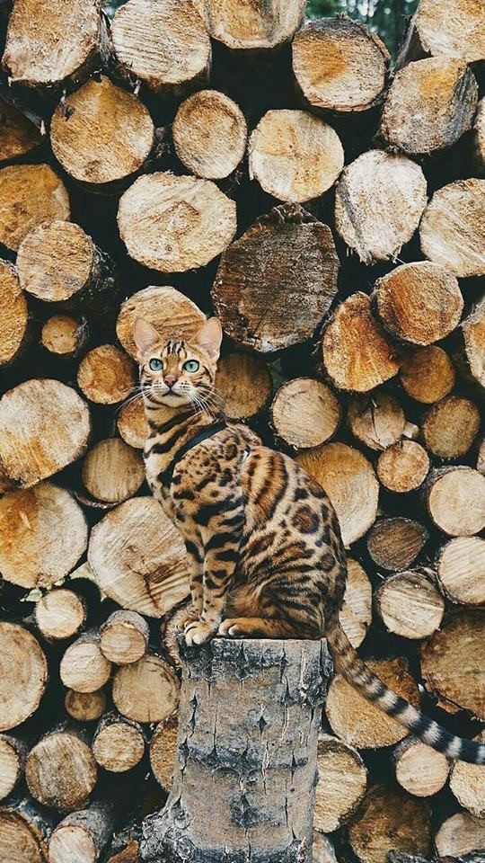 Осенний кот