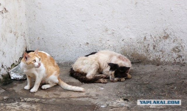 Уличные котики