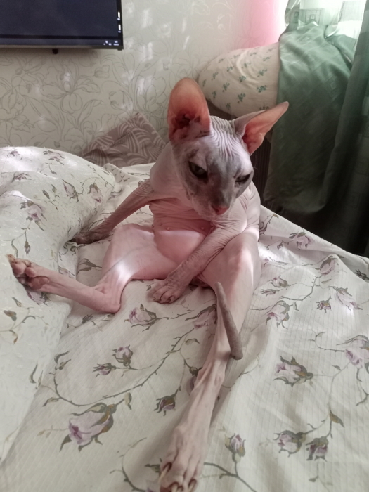 К котовторнику делюсь
