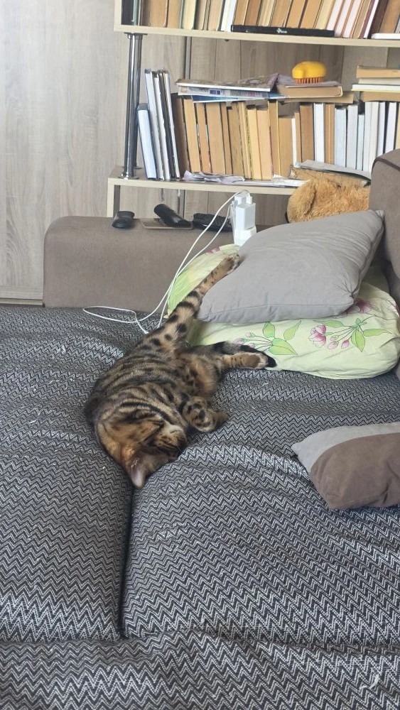 Котовторник снова!