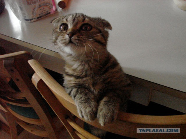 Эй, Косой! Нет, заяц, не ты!