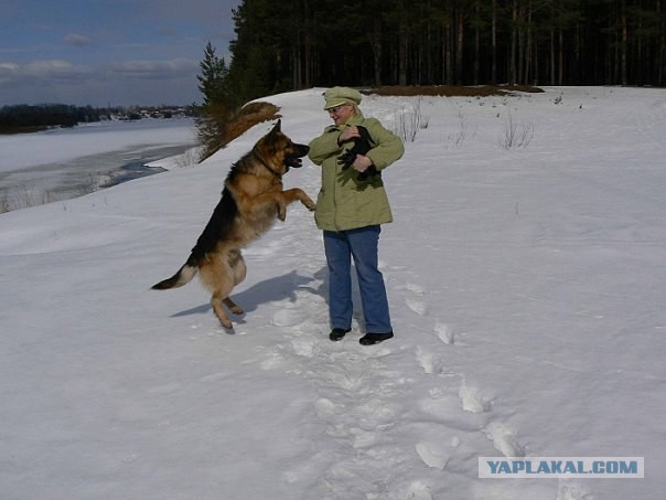 Немецкая овчарка.
