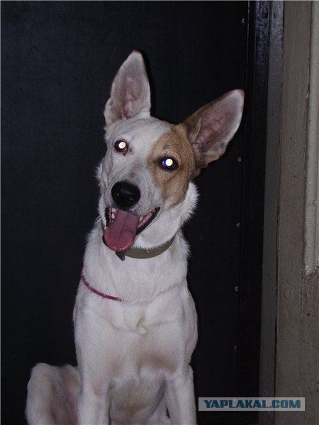 Спасенные собаки