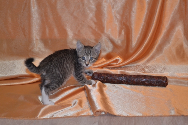 Котовторник 01.04.2014