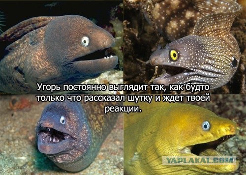 Ляшко в Луганске.