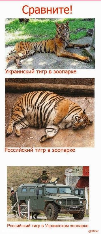 Скачай это бесплатное Фото на тему Тигр мем и открой