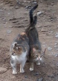 Котовторник 27.5.2014