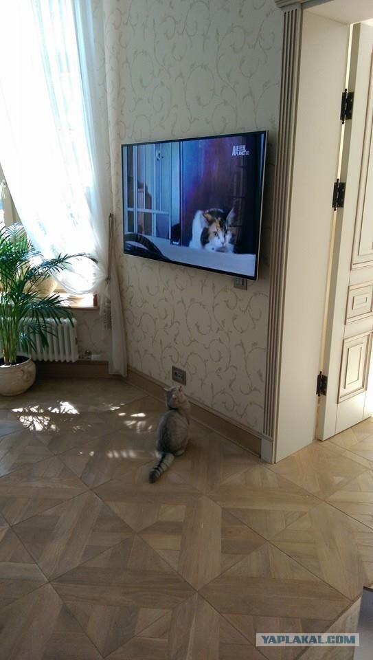 Котовторник 15.07.2014.