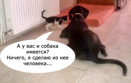 Котовторник 19.08.2014