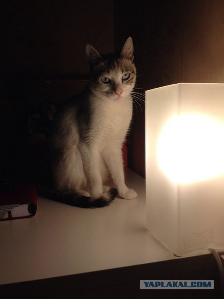 Котовторник 09.09.2014