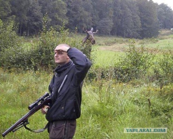 Веселые картинки