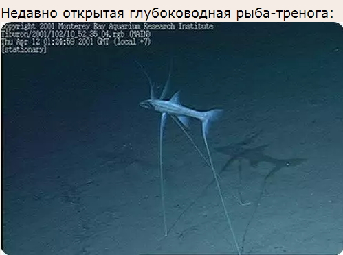 Необыкновенные морские обитатели