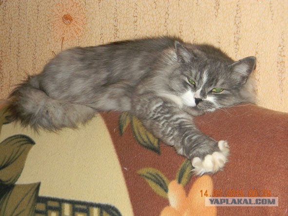 Котовторник