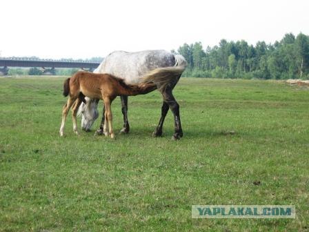 Башкирия. Кумыс