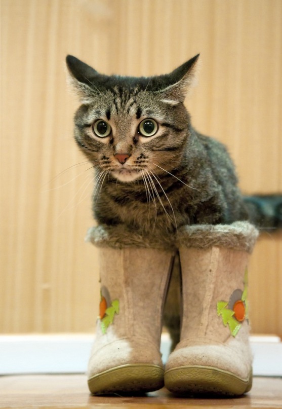 Даешь каждому коту по ботинку!