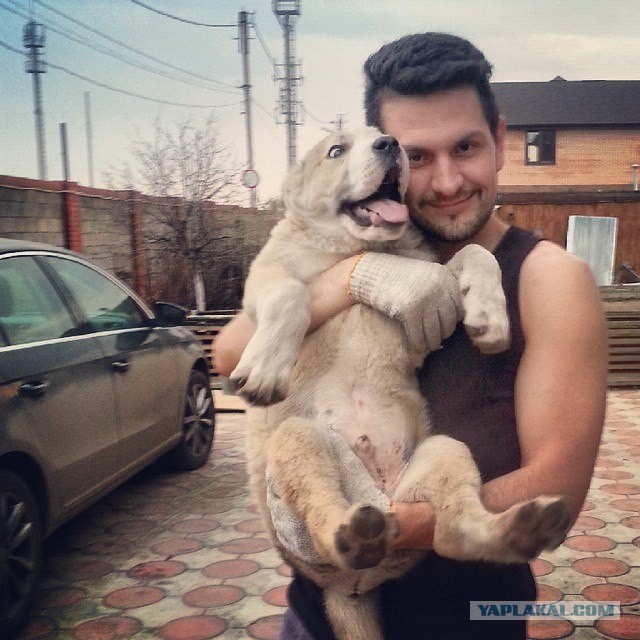 Собакочетверг