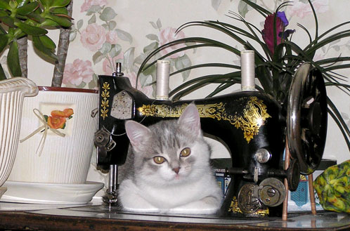 Вторничный котомёт